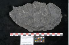 Foto (Objekt + Etikett) von Lepidodendron sp.  (NHMW-GEO-2024-0188-11168)